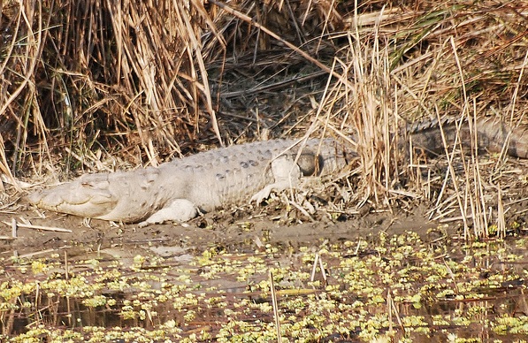 Chinnar National Park