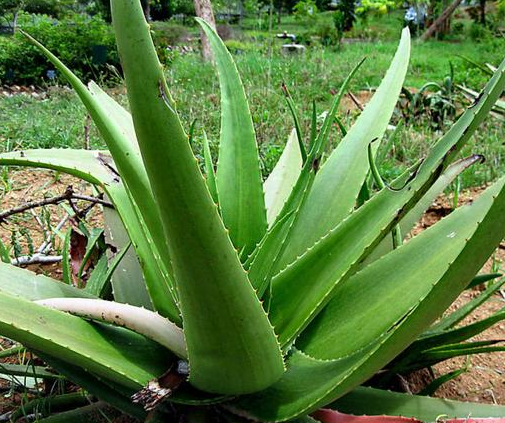 4. Aloe Vera træ