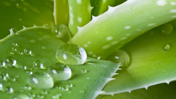 aloe vera