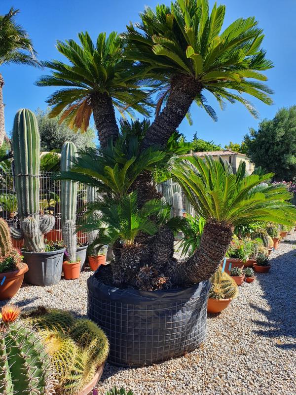 Cycas saago -palmu sisätiloissa loistava katseenvangitsija, todellinen eksoottinen kotona