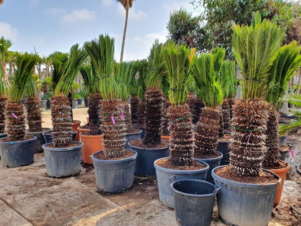 Cycas -saago palmuja monet kasvit ruukuissa valmistautuvat talvehtimiseen ulkona