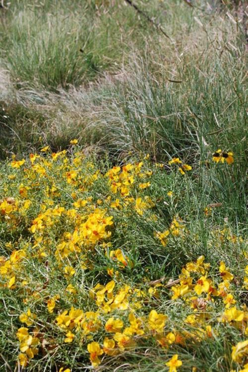 Zinnia puutarhassa keltaisia ​​kukkia ruoho kenttä maisema