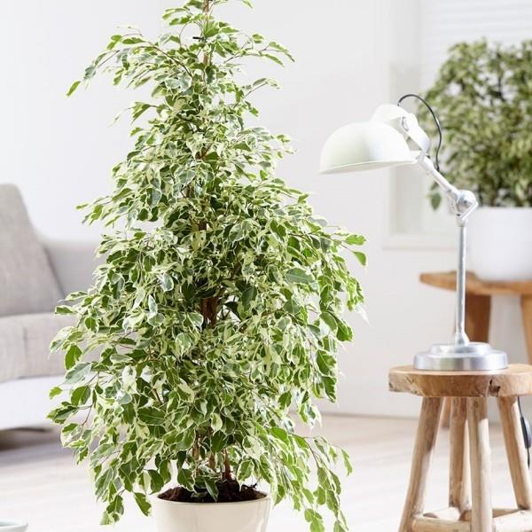 Ficus Bejamini vaatii paljon tilaa