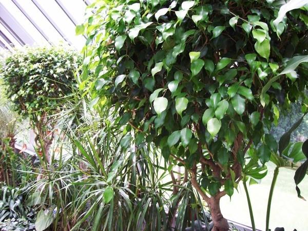 Ficus Benjamini kasvaa pitkäksi asianmukaisella hoidolla