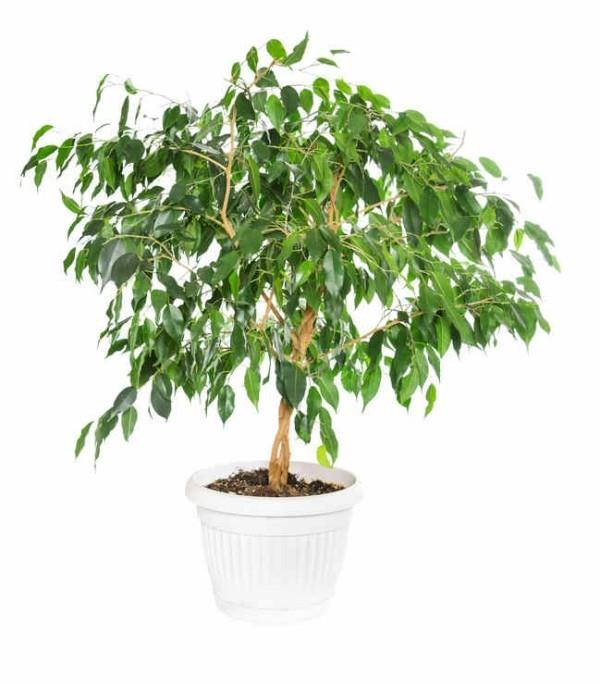 Ficus Benjamini asettaa korkeat vaatimukset paikalle