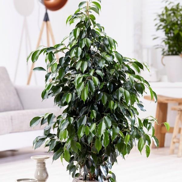 Ficus Benjamini loistava koristeellinen huonekasvi hyvällä hoidolla vuosia