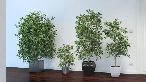 Ficus Benjamini suuri järjestely neljä kasvia