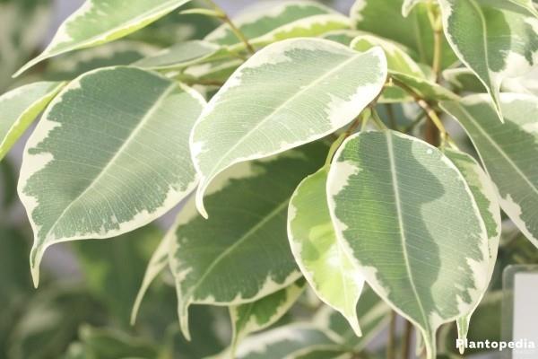 Ficus Benjaminin valko-vihreät marmoroidut lehdet erottuvat