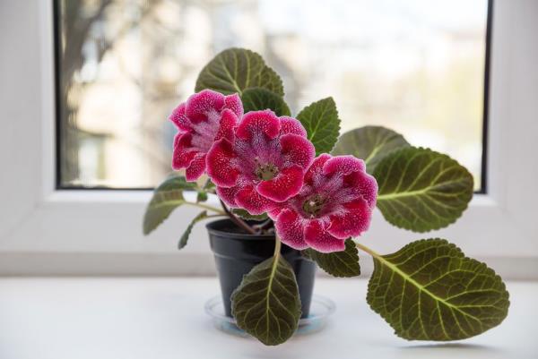 Gloxinia ruukussa ikkunalaudalla kauniita vaaleanpunaisia ​​kukkia