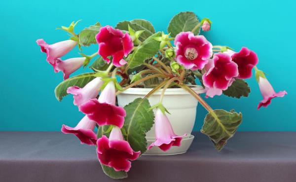 Gloxinia valkoisessa ruukussa, hieman roikkuvat punaiset kukat ja valkoinen reunus