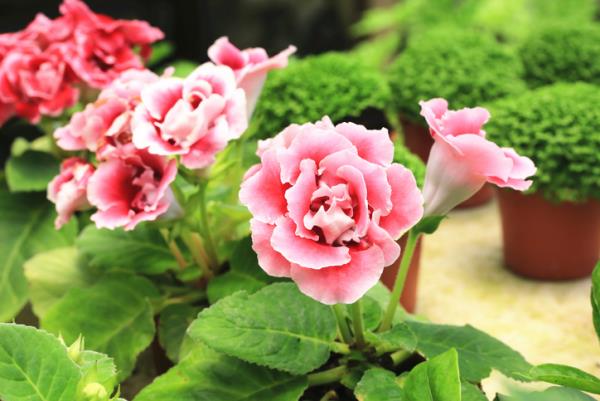 Gloxinia kauniit vaaleanpunaiset kukat asianmukainen hoito, kastella säännöllisesti, lannoittaa kohtuudella