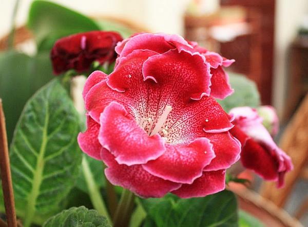 Gloxinia kaunis punainen kukka katsottuna läheltä, valkoinen reunalla