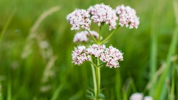 Yrtit auttavat unihäiriöissä Valerian -kukkia