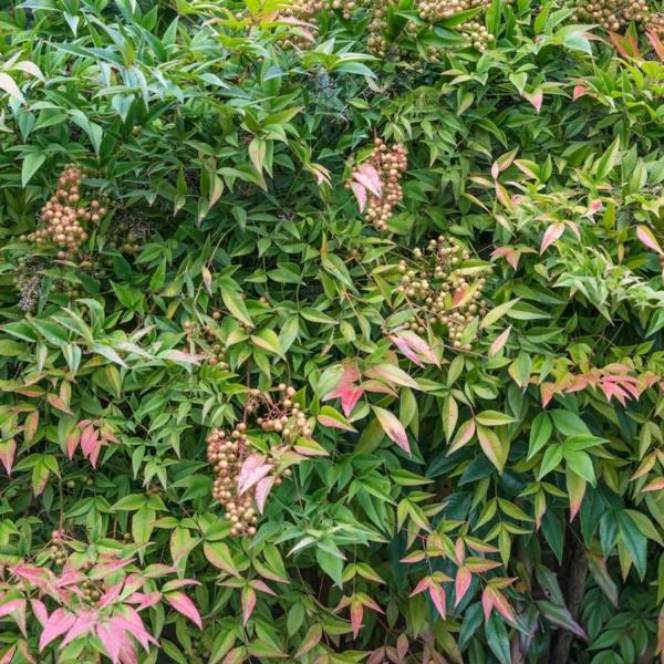 Nandina taivas bambu