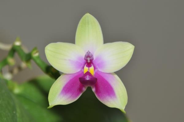 Phalaenopsis bellina orkidea -orkidealaji