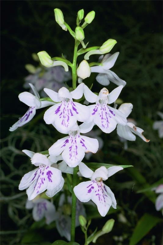 Ponerorchis graminifolia orkidea valkoinen kukka violetti väri