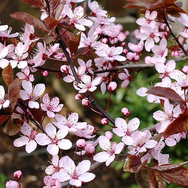 Prunus cerasifera 'Nigra' veriluumun talon puiden kukkia