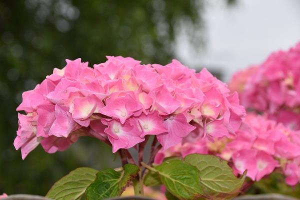 Vaaleanpunainen hortensia, pehmeä sävy, toimii kuin magneetti puutarhassa