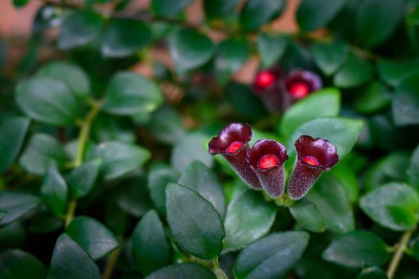 Häpeä kukka riippuva kori kotona ikivihreä soikea lehdet tummanpunaiset putkimaiset kukat hieman karvaisia