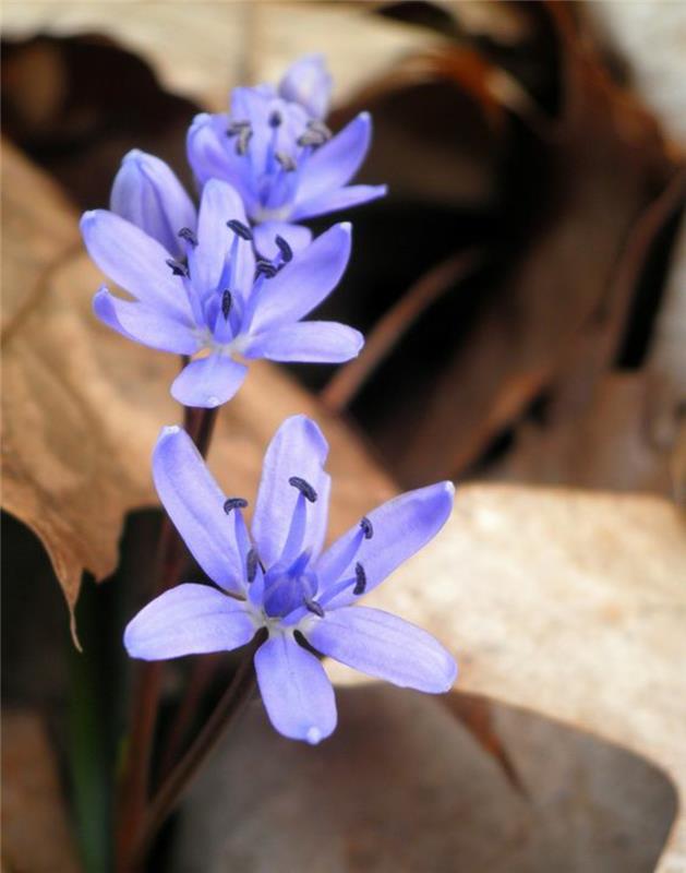 Scilla bifolia squill kauniita kevään kukkia kuvia