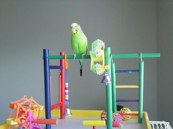 Budgie Playground DIY lintulelut