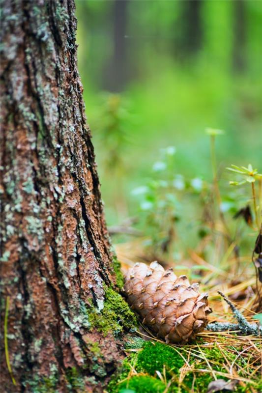 Cedar ytimet terve Siperian setri metsä