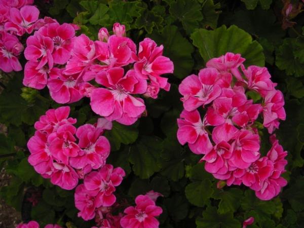 parveke kasvit parveke kasvit vaaleanpunaisia ​​pelargonioita