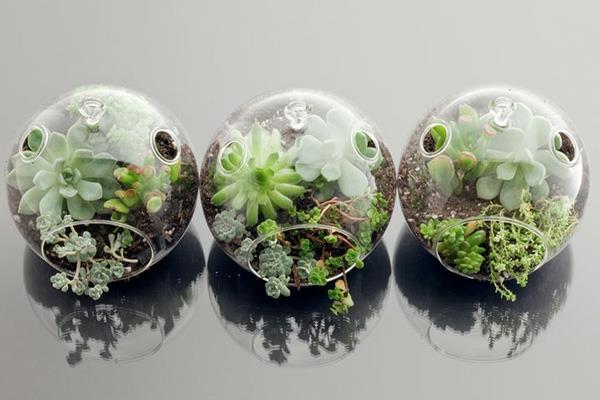 suunnittelija idea puutarhasuunnittelu terrarium bonsai tree alkuperäinen seculents