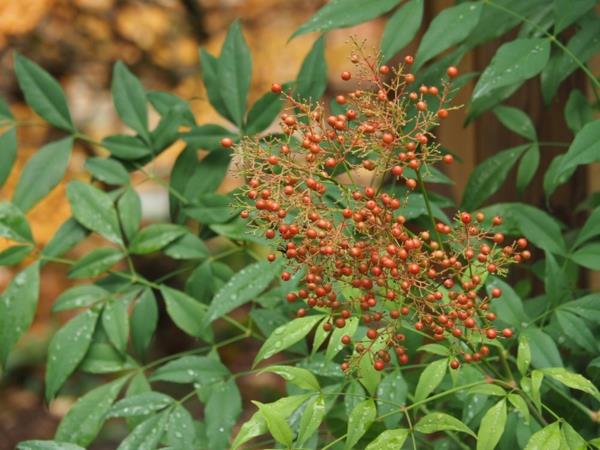 taivas bambu nandina domestica