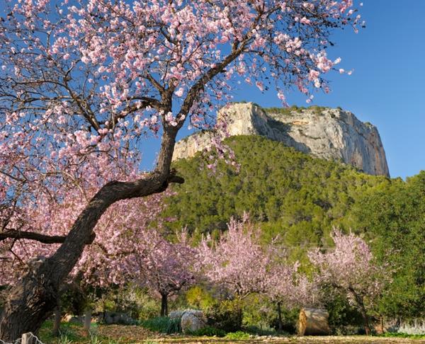 Mallorcan loma manteli kukkii vuoria