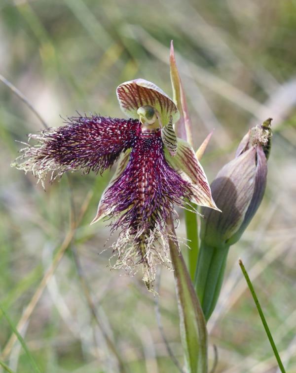 orkidea Calochilus platychilus violetti lintu orkidea