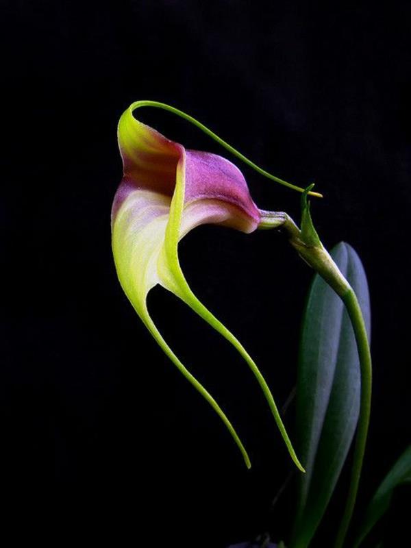 orkidea Masdevallia reichembachiana -lajin orkideat