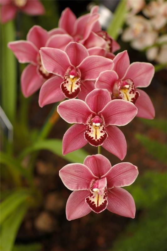 orkidealaji cymbidium orkidea vaaleanpunainen vivahteita puutarhakasveja