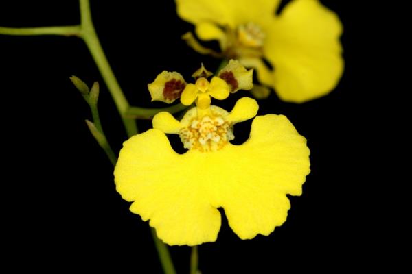 orkidealajit oncidium orkidea keltaiset orkideat