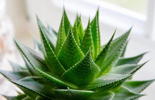 helppohoitoisia huonekasveja aloe veran koristeluideoita