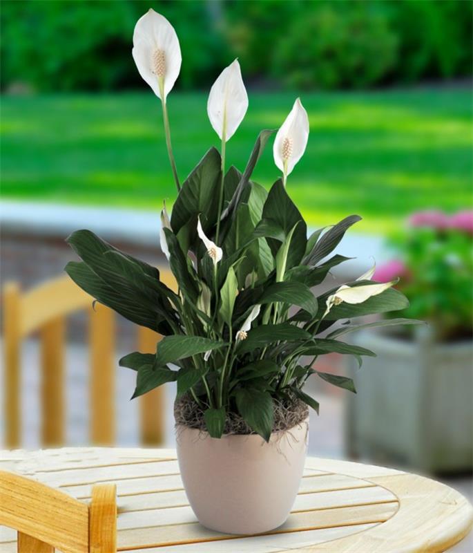 varjokasvit spathiphyllum -kukkaruukun terassisuunnittelu