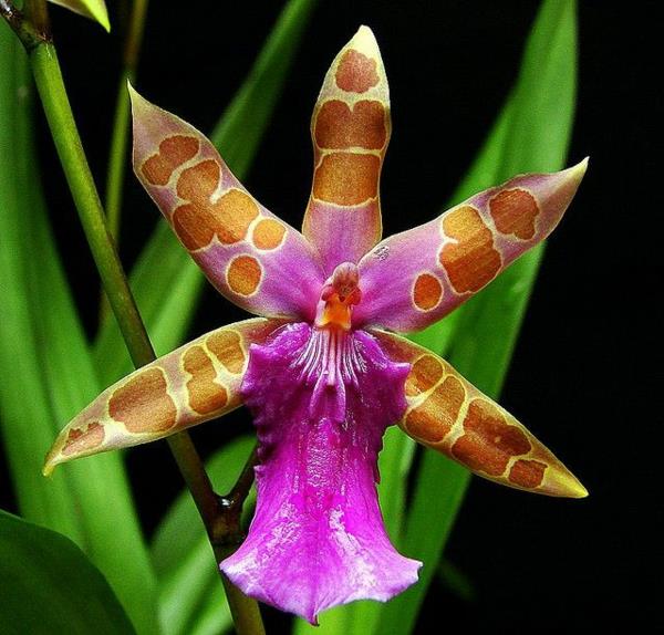 kauniita kukkia orkidea Miltonia clowesii