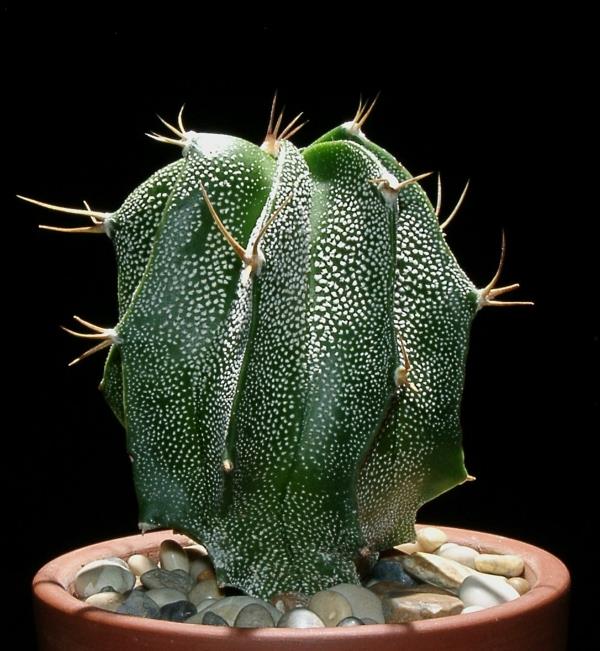 meheviä Astrophytum ornatum -kasvit