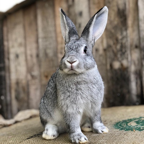 Standard Chinchilla