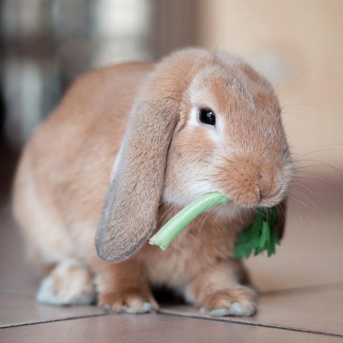 Holland Lop