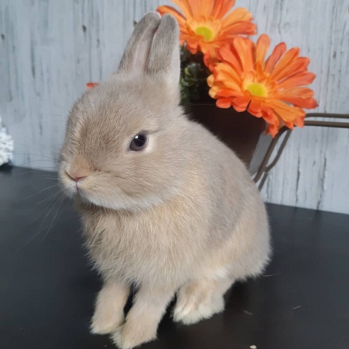 Netherland Dwarf