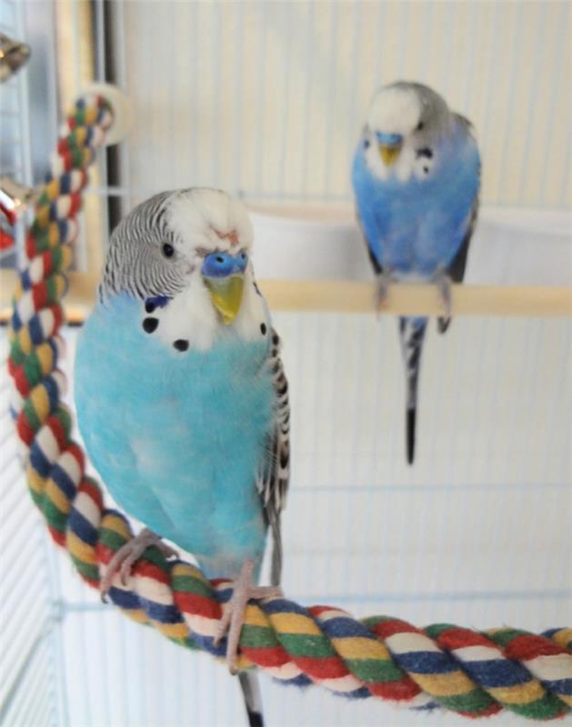 undulaatti häkki lemmikit hoito villieläimet budgerigars