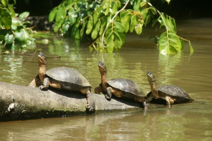 maailmanmatka maailmankierros costa rica loma luonnonpuisto tulivuorikilpikonnat